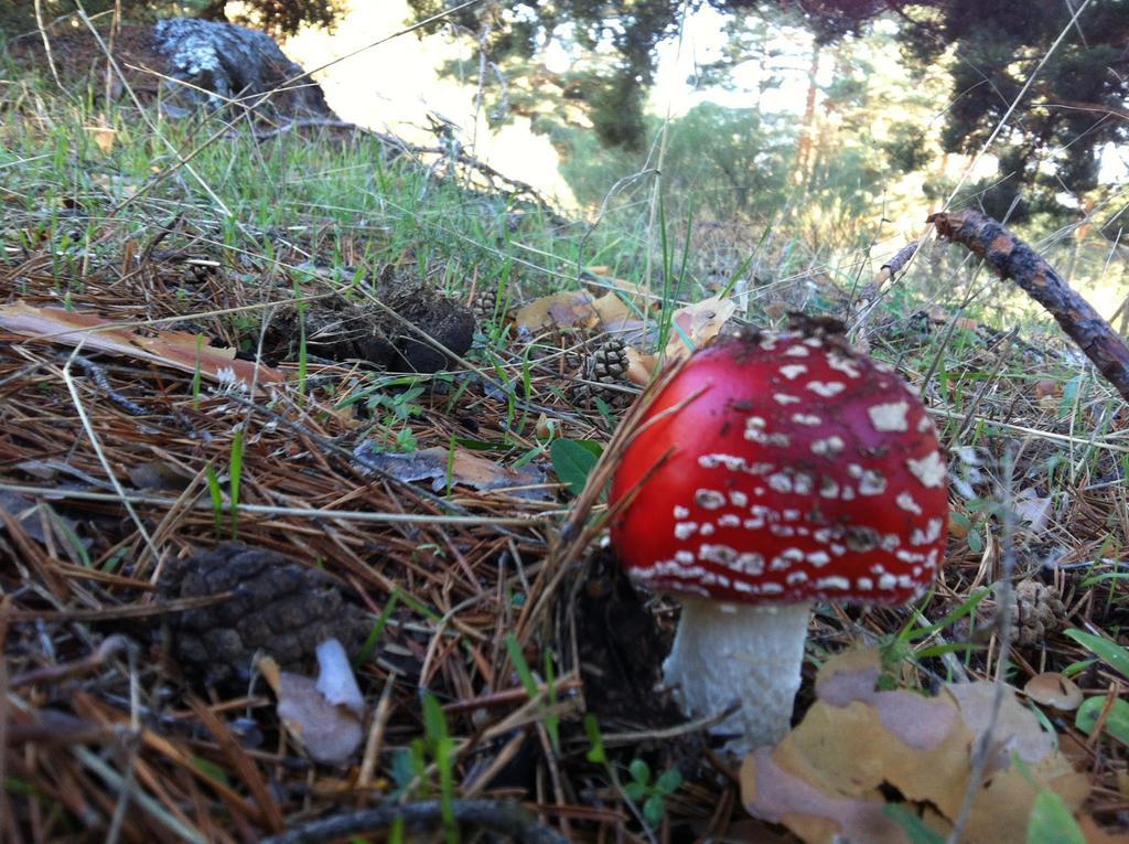 La Pasailla De Gredos Vendégház Navacepeda de Tormes Kültér fotó