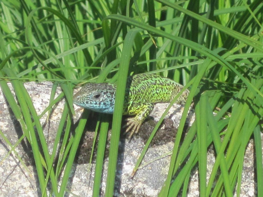 La Pasailla De Gredos Vendégház Navacepeda de Tormes Kültér fotó