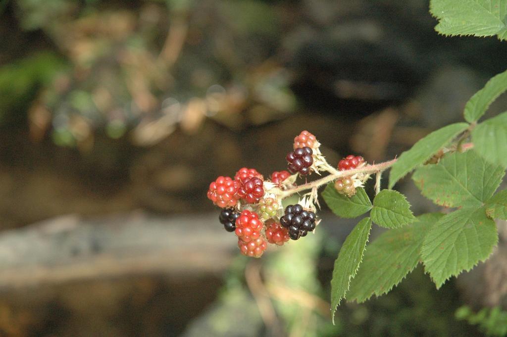 La Pasailla De Gredos Vendégház Navacepeda de Tormes Kültér fotó