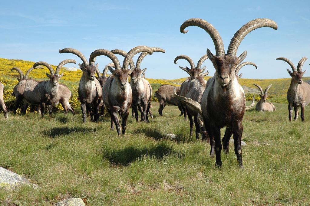 La Pasailla De Gredos Vendégház Navacepeda de Tormes Kültér fotó