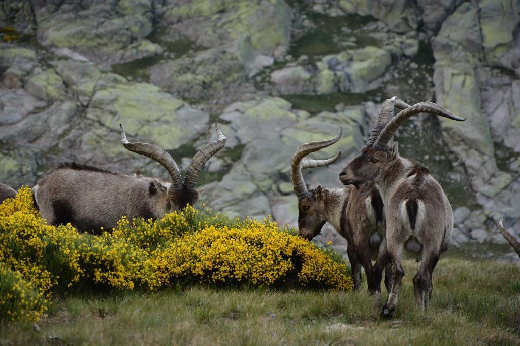 La Pasailla De Gredos Vendégház Navacepeda de Tormes Kültér fotó